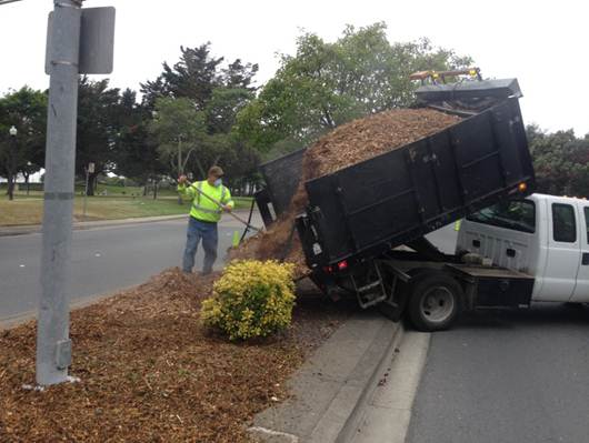 Mulching Regatta median